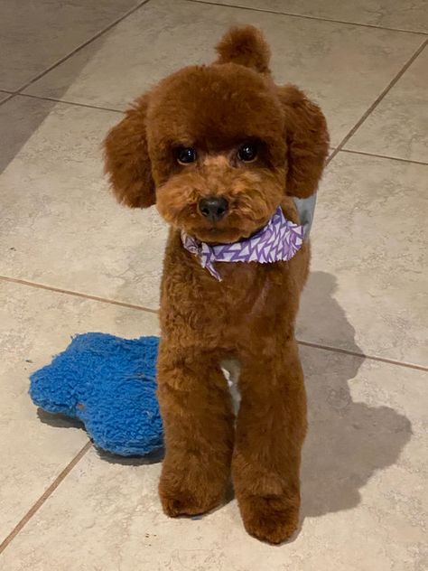 Texas Red Poodles Toy Poodle Puppy Cut, Miniature Poodle Haircuts, Poodle Puppy Cut, Red Poodle Puppy, Toy Poodle Haircut, Toy Goldendoodle, Toy Poodles For Sale, Miniature Poodle Puppy, Miniature Poodles