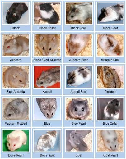 Hamster Types, Hamster Colors, Campbell Hamster, Kandang Hamster, Hamster Breeds, Hamster Stuff, Hamster Diy, Hamster Habitat, Hamster Care