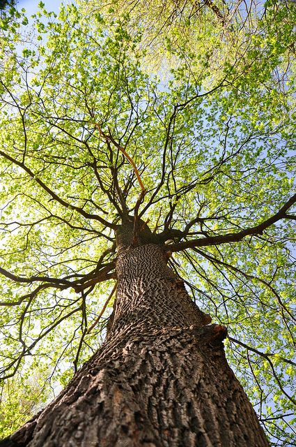 Tree Zodiac, Peaceful Soul, Tree Structure, Amazing Trees, Spring Images, Green Acres, Single Tree, Tree Canopy, Wallpaper Vintage