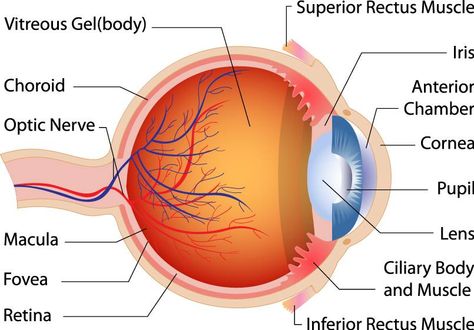 Can you name the parts of the eye? Do you know how each part helps you see? Learn more at http://www.nei.nih.gov/health/eyediagram/. You’ll find an interactive diagram that can help clear up the mystery of the eye. Diagram Of The Eye, Human Eye Diagram, Eye Structure, Eye Anatomy, Optic Nerve, Eye Parts, Parts Of The Eye, Eyes Problems, Nursing Study