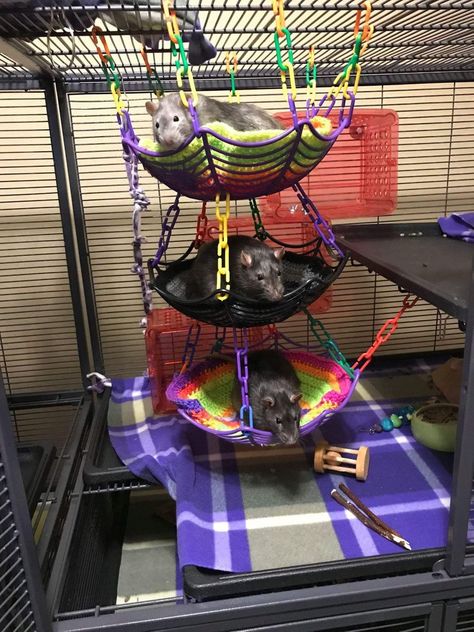 Diy Rat Climbing Toys, Dollar Store Rat Cage Accessories, Rat Enclosure Diy, Pet Rats Cages Diy, Halloween Rat Cage, Rat Cages Ideas, Diy Rat Cage Accessories Homemade, Pet Rat Cages Ideas, Homemade Rat Cage Ideas