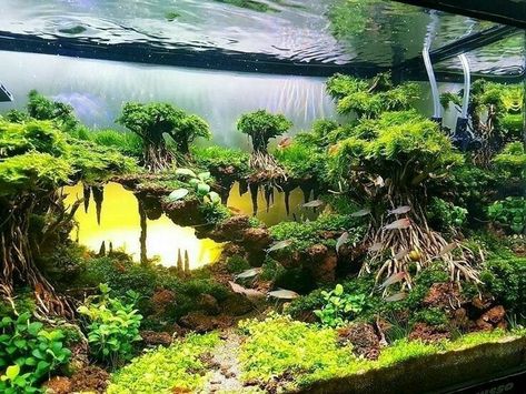 Tank Aquariums, Best Aquarium Fish, Tanaman Air, Beautiful Tropical Fish, Taman Air, Aquascape Design, Fish Tank Design, Tropical Freshwater Fish, Betta Fish Care