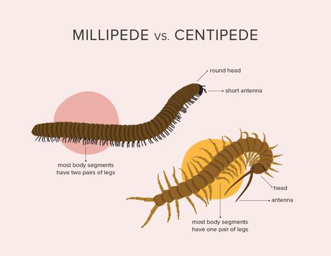 Millipede Illustration, Forest Gremlin, Bug Reference, House Centipede, Entomology Illustration, Bug Identification, Millipedes, Skin Symptoms, Woodlice