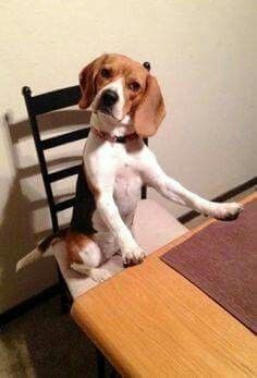 Baby Beagle, Beagle Dogs, Pug Dogs, Cute Beagles, Beagle Mix, Dogs Funny, Calm Dogs, Beagle Puppy, Beagle Dog