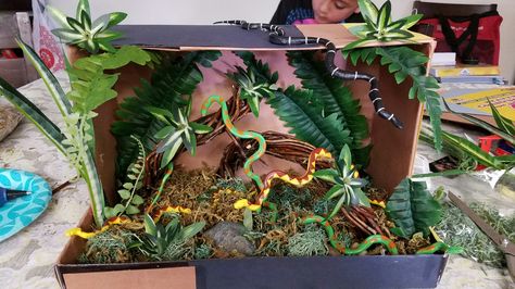 Snake diorama - most of the supplies came from the dollar tree. Tropical Rainforest Shoebox Projects, Diorama Tropical Rainforest, Shoebox Rainforest Project, Diy Rainforest Diorama, Rainforest Diaroma Ideas, Rainforest Habitat Shoebox Project, Shoe Box Diorama Rainforest, Tropical Rainforest Diorama Ideas, Tropical Rain Forest Shoe Box Project