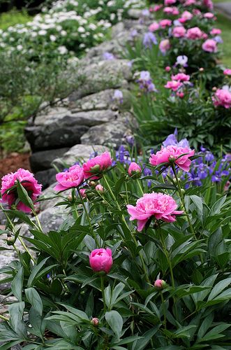 peony and iris border by Muffet, via Flickr-0-Idea for in front of the vegetable garden Iris Border, Have Inspiration, Colorful Roses, The Secret Garden, Plant Combinations, Garden Designs, Gorgeous Gardens, Garden Cottage, Country Gardening