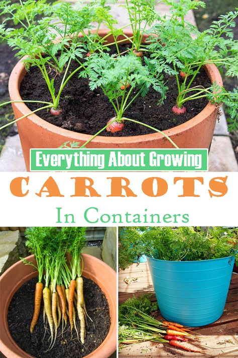 Learn how to grow carrots in pots. Growing carrots in containers is easy, and you can get a decent harvest of this sweet and crispy vegetable without having a garden! Growing Carrots In Containers, Grow Carrots, Giant Vegetable, How To Plant Carrots, Carrot Gardening, Growing Vegetables In Pots, Growing Carrots, Container Vegetables, Starting A Vegetable Garden