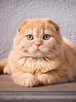 12 races félines qui vous rendront encore plus dingues des chats Scottish Fold Cat Orange, Squishy Animals, Dream's Cat, Rex Cat, Exotic Shorthair, Image Chat, Scottish Fold, Cat Family, Cute Cats And Kittens