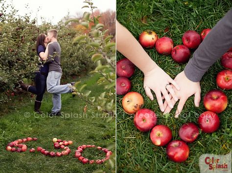 Apple Picking Proposal, Apple Orchard Engagement Photoshoot, Apple Picking Engagement Photos, Engagement Photos Apple Orchard, Apple Orchard Photoshoot Couple, Apple Orchard Engagement Photos, Apple Orchard Photoshoot, Apple Orchard Photography, Apple Orchard Pictures