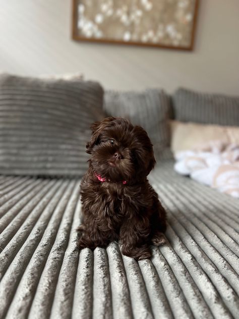 Malti Shih Tzu, Brown Shih Tzu Puppy, Shitzu Puppies Brown, Shitzu Poodle Mix Puppies, Brown Shitzu, Shipoo Dogs, Shih Tzu Aesthetic, Black Shitzu, Shitzu Poodle Mix