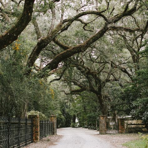 Eden Gardens State Park, Green Therapy, Eden Gardens, State Park Wedding, Rosemary Beach Florida, 30a Wedding, Florida Parks, Seaside Fl, Seaside Florida