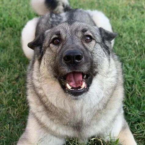 15 Things You Didn’t Know About the Norwegian Elkhound | PetPress Elkhound Puppies, Norwegian Elkhounds, Hunting Dogs Breeds, Hunter Dog, Gray Dog, Cute German Shepherd Puppies, Norwegian Elkhound, Akita Dog, Pet Dogs Puppies