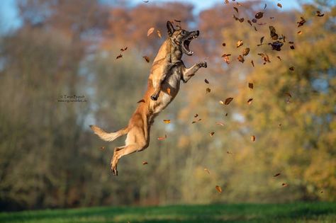 Autumn High Jump 2                                                It's not a trick ... - it's just a Malinois Malinois Funny, Malinois Training, Berger Malinois, Belgium Malinois, Malinois Puppies, Belgian Malinois Dog, Military Working Dogs, Malinois Dog, Police K9