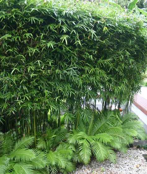 Planting for privacy: bamboo. I did this in my backyard in LA; tri-level at 3, 6, and 10 ft front to back. I loved it! Privacy Bamboo, Planting For Privacy, Bamboo Landscape, Privacy Plants, Tropical Garden Design, Tropical Backyard, Bamboo Garden, Bamboo Fence, Bamboo Tree