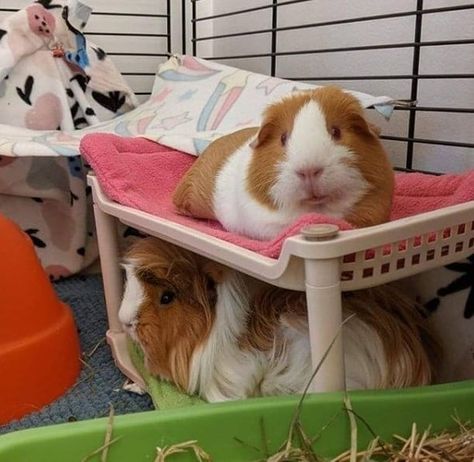 Guinea Pig Enrichment Ideas, Guinea Pig Cage Ideas, Diy Guinea Pig Toys, Guinea Pig Supplies, Diy Bunny Cage, Guinnea Pig, Guinea Pig Breeding, Diy Guinea Pig Cage, Guinea Pig Diy