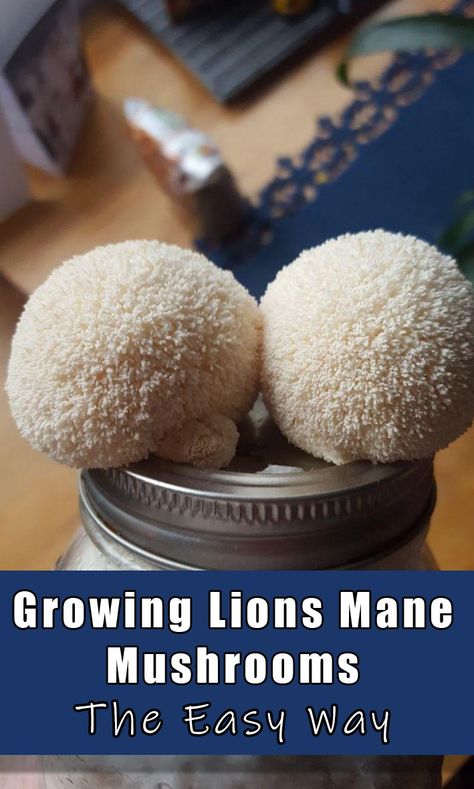 How to grow lions mane mushroom inside a jar at home. Growing lions mane at home is easy with this technique! #growinglionsmane #growingmushrooms #growmushrooms #growingmushroomsathome How To Grow Lions Mane Mushrooms, Lions Mane Mushroom Recipe, Edible Wild Mushrooms, Grow Mushrooms, Growing Mushrooms At Home, Mushroom Varieties, Wild Food Foraging, Lions Mane, Mushroom Cultivation