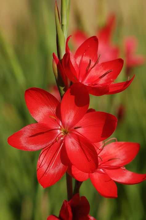 Rosen Beet, Red Lily, Lily Flowers, Wonderful Flowers, Airbrush Art, Exotic Flowers, The Grass, Lily Flower, Flower Beauty