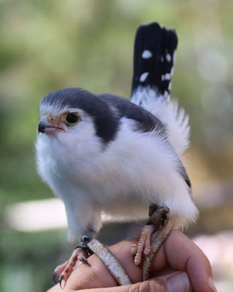 Pygmy Falcon, Bird Of Prey, Backyard Birds, Bird Pictures, Pretty Birds, Birds Of Prey, Birds Of A Feather, 귀여운 동물, Bird Watching