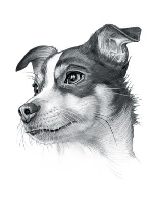 Rat Terrier Dog Rat Terrier Drawing, Rat Terrier Art, Terrier Drawing, Chihuahua Terrier Mix, Rat Terrier Mix, Rat Terrier Dogs, Dog Portraits Art, Pet Drawing, Dog Drawings