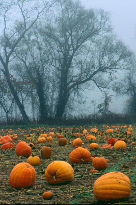 Pumpkin Field Drawing, Pumpkin Farm Pictures, Pumpkin Patch Drawing, Pumpkin Patch Painting, Pumpkin Landscape, Spooky Landscape, Pumpkin Patch Aesthetic, Halloween People, Halloween Landscape