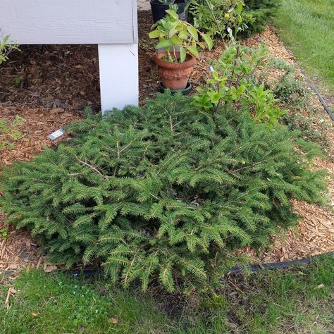 Are you tired of deer ruining your shrubs? This Bird's Nest Spruce Shrub is only one out of many deer resistant shrubs that you can choose from at naturehills.com! Visit our website to get yours today! #naturehills #gardening Landscape Ideas Front Yard Curb Appeal, Shrubs For Landscaping, Plants That Attract Butterflies, Low Growing Shrubs, Front Yard Plants, Front Yard Garden Design, Front Yard Landscaping Plans, Foundation Planting, Landscape Plan