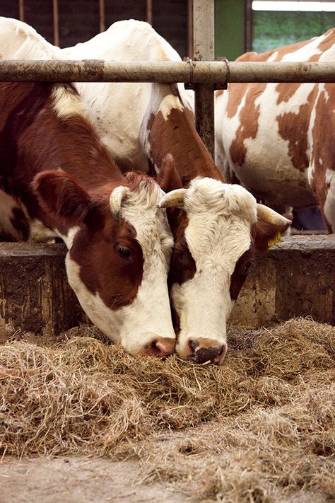 . Cows On A Farm, Cow Milking Aesthetic, Cow Eating, Winter Bbq, Milking A Cow, Cows Mooing, Milk Pail, Cows In Meadow, Dairy Cattle