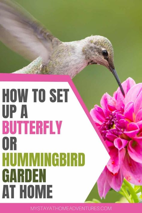 Butterfly And Hummingbird Garden, Hummingbird Garden Plan, Flowers For Butterflies, Patio Flower Pots, Landscape Ideas Front Yard Curb Appeal, Backyard Birds Sanctuary, Butterflies And Hummingbirds, Butterfly Garden Plants, Garden At Home