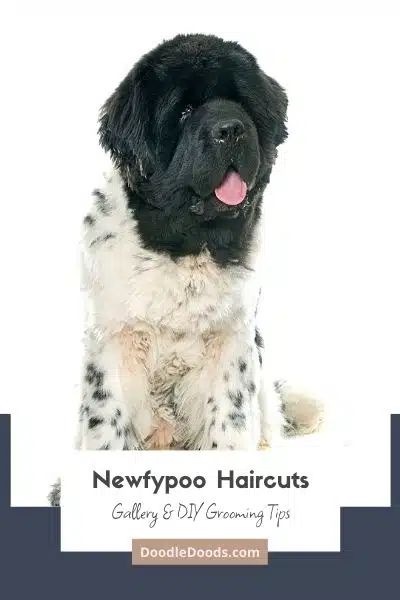 Newfypoo Haircut, Newfypoo Dog, Doodle Haircuts, Dog Ear Cleaner, Dog Clippers, Puppy Cut, Dog Haircuts, Grooming Style, Fall October