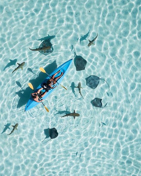 Beautiful Escapes on Instagram: “@thiagomlcorrea The best way to get close of the sharks and rays is by kayak or stand up paddle #moorea #frenchpolynesia . .…” Sea Sickness, Coastal Life, Standup Paddle, Painting Style, Sharks, Sea Life, Natural World, Kayaking, Stand Up