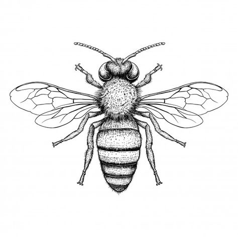 Honey bee engraving illustration on white background Premium Vector Bee Drawing, Bee Clipart, Kunst Tattoos, Insect Tattoo, Indie Drawings, Engraving Illustration, Bee Tattoo, Diy Tattoo, Desenho Tattoo