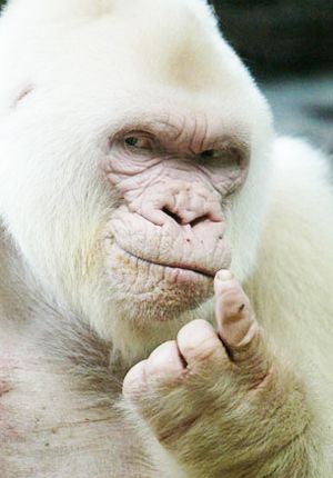 Snowflake, Beautiful Albino Gorilla. He is the only known white gorilla so far and was the most popular resident of the Barcelona Zoo in Spain. Albino Gorilla, White Monkey, Rare Albino Animals, Albino Animals, Rare Animals, Primates, Unique Animals, Animal Planet, Exotic Pets