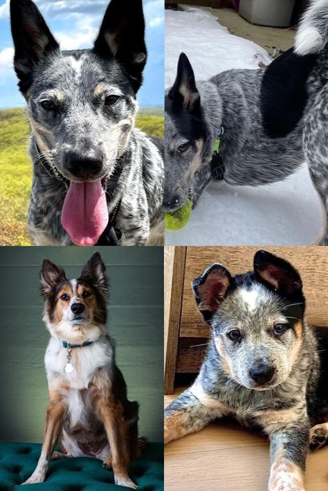 Texas Heeler, Heeler Dog, Heeler Puppies, Fuzzy Wuzzy, Cattle Dogs, Australian Cattle Dog, Cattle Dog, Australian Shepherd, Dog Breed