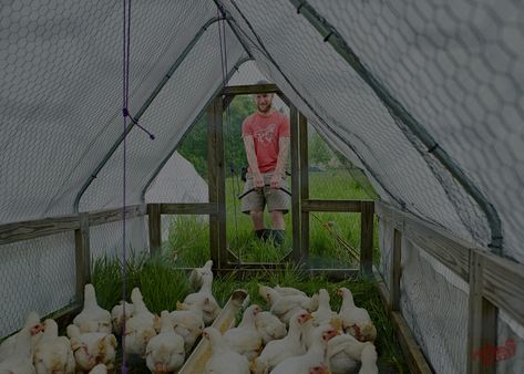 Broiler Chicken Tractor, Meat Bird Chicken Tractor, Broiler Chicken House Design, Meat Chicken Tractor, Raising Broiler Chickens, Diy Chicken Tractor, Chicken Tractor Plans, Chicken Shelter, Chicken Board