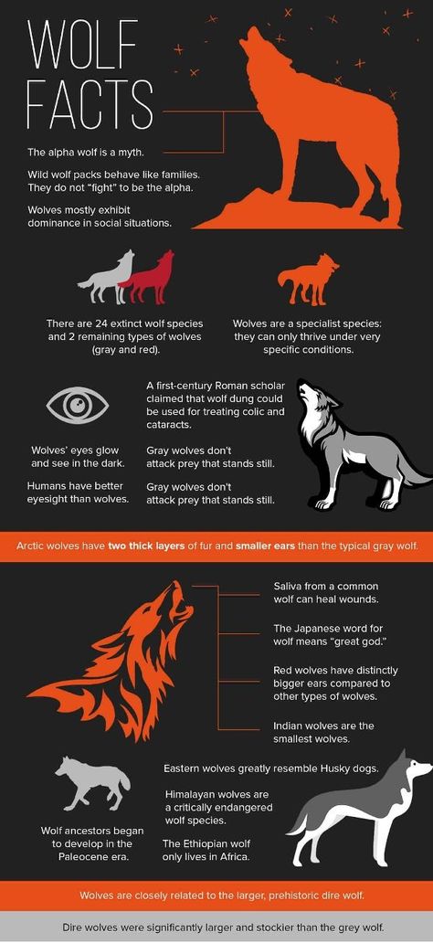 Werewolf Facts, Wolf Facts, Facts About Wolves, Types Of Wolves, Animal Infographic, Wolf Decor, Canine Drawing, Anime Goth, Animals Information