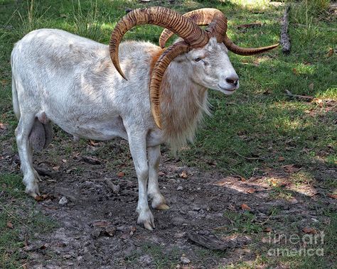 Dessert Dragon a polycerate hair sheep Jacobs Sheep, Goat Demon, Jacob Sheep, Sheep Breeds, Sheep Art, Goat Farming, Reptiles Pet, Endangered Animals, Animal Pics