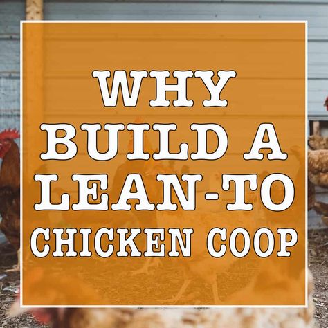 Lean Too Chicken Coop, Chicken Coop Lean To Roof, Lean To Chicken Coop Plans, Chicken Lean To, Lean To Chicken Coop With Run, Chicken Coop Lean To Design, Chicken Coop Lean To, Lean To Chicken Coop Ideas, Lean To Chicken Coop