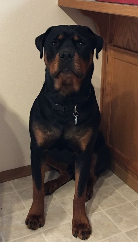 Rotwiller Dogs Aesthetic, Rotweiller Dog, Senior Dog Care, Lover Anime, Senior Dogs Care, Painting Dogs, Dogs Aesthetic, Dog Tattoo Ideas, Aesthetic Animals