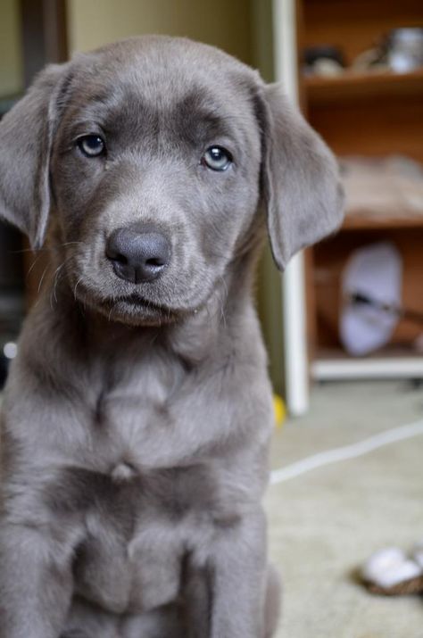 i'd love to have a matching puppy to Felix Silver Lab Puppies, Silver Labrador, Silver Lab, Pencak Silat, Lab Puppy, Black Labs, Lab Puppies, Blue Heeler, Weimaraner