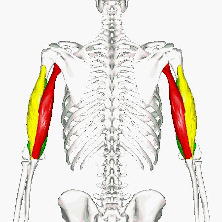 Triceps Brachii Muscle, Axillary Nerve, Muscle Diagram, Anatomy Flashcards, Joints Pain Remedy, Bicep Muscle, Elbow Pain, Trigger Point Therapy, Muscle Anatomy