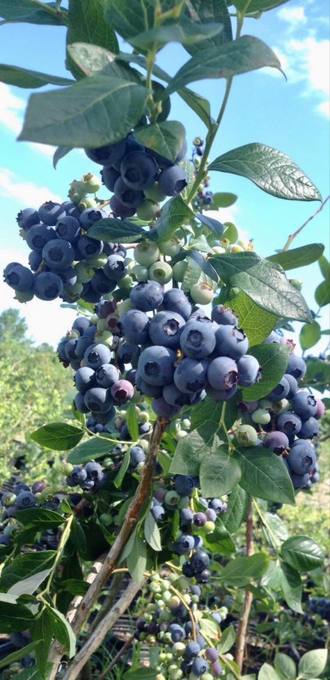 They also grow beautifully in pots or containers as long as you use peat moss when you plant your blueberry bushes for sustainable edible landscaping in your garden or property. #blueberry#blueberries #plants #planting #gardening #sustainable #sustainability #growyourown Blueberry Plants In Pots, Cranberry Farm, Crooked Nose, Blackberry Plants, Aronia Berries, Raspberry Bush, Raspberry Plants, Growing Blueberries, Plants In Pots