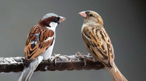 Sparrow Tattoo, Lord Rama Images, House Sparrow, Sparrow Bird, Lawn And Landscape, Lord Shiva Painting, Bird Pictures, Free Space, Colorful Birds