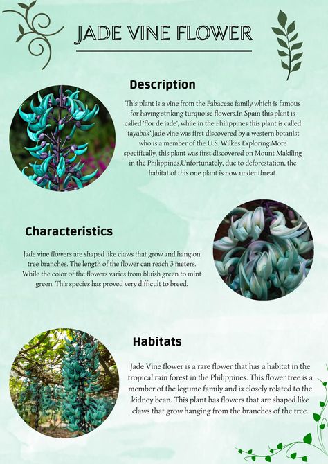 Jade Vine Plant, Blue Jade Vine, Jade Vine Tattoo, Fictional Flowers, Jade Vine Flower, Flower Knowledge, Flowers Symbolism, Asian Plants, Jade Vine