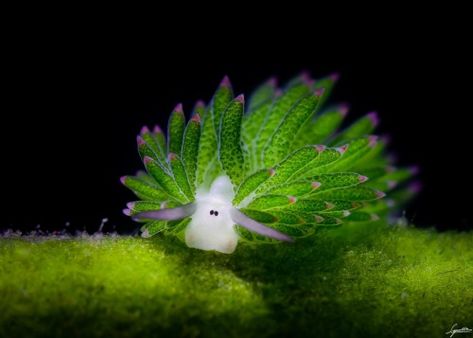 "This little sea slug - known as the leaf sheep or, more formally, Costasiella kuroshimae can photoshyntesize its own food." Leaf Sheep, Glaucus Atlanticus, Beneath The Sea, Deep Sea Creatures, Beautiful Sea Creatures, Sea Slug, Underwater Creatures, Underwater Life, Slug