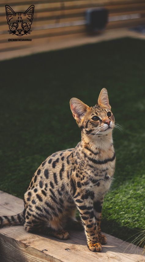 Kenobi the F1 Savannah cat #savannah #savannahcat #f1savannah #f1savannahcat #exoticpets #hybridcat African Savannah Cat, Savannah Cat Aesthetic, Savannah Cat Full Grown, F3 Savannah Cat, Savanna Cat, F1 Savannah Cat, Savannah Animal, African Serval, Biggest House