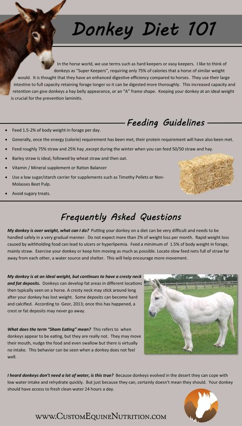 How To Care For Donkeys, Donkey House Ideas, Donkey Stall Ideas, Miniature Donkey Care, Donkey Farm Ideas, Donkey Stable Ideas, Donkey Care Tips, Donkey Pen Ideas, Miniature Donkey Shelter