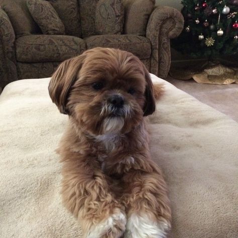 Brown And White Shih Tzu, Chien Shih Tzu, Shih Tzus, Dog Care, Maltese, Dog Grooming, Shih Tzu, Harley Quinn, Yorkie