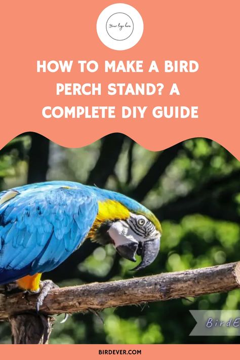 How to Make a Bird Perch Stand? A Complete DIY Guide https://birdever.com/how-to-make-a-bird-perch-stand Diy Bird Perch, Make A Bird, Window Perch, Parrot Perch, Bird Stand, Diy Birds, Bird Tree, Bird Perch, Pet Bird