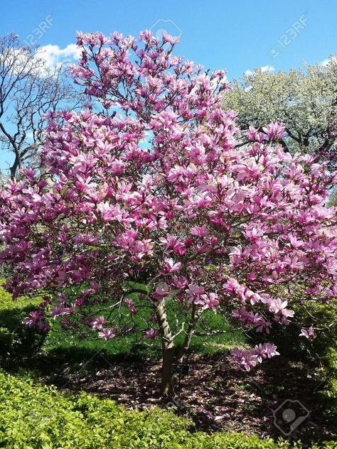 Jane Magnolia Tree, Magnolia Shrub, Jane Magnolia, Fast Growing Shade Trees, Flowers Outside, Garden Simple, Magnolia Green, Fast Growing Shrubs, Texas Garden