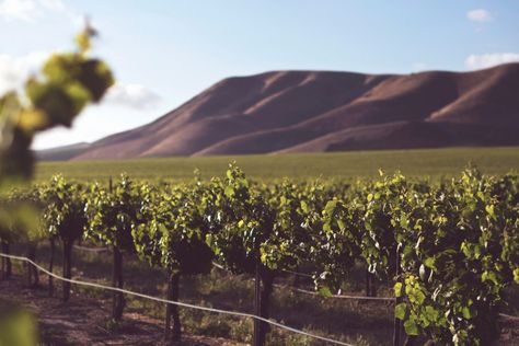 Valle De Guadalupe: Mexico’s Secret Wine Country – Travel Curator Sonoma Wineries, Wine Subscription, Wine Delivery, California Wine, Wine Pairing, Wine Tour, Wine Region, Camping Experience, Napa Valley