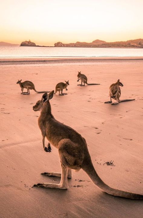 Wallabies at Cape Hillsborough Cape Hillsborough, Australian Animals, Australia Travel, Western Australia, 귀여운 동물, Travel Aesthetic, Tourist Attraction, A Group, Queensland